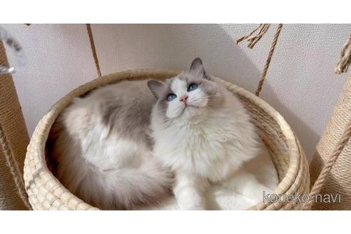販売中のラグドールの親猫